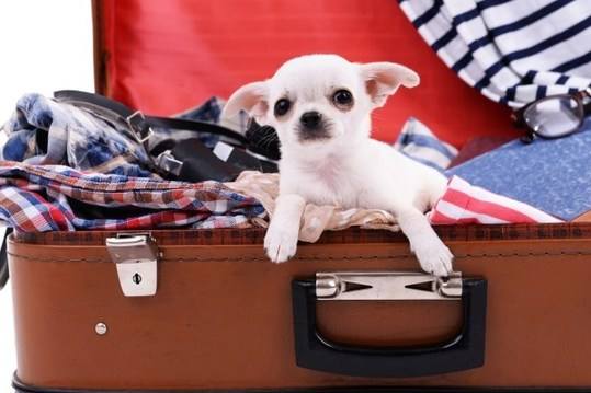 小狗被安檢機(jī)查出